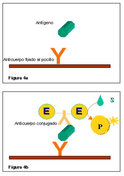 Enzimoinmunoanálisis (ELISA). Existen cuatro tipos de ELISA: directo, indirecto, tipo sándwich y competitivo. Generalmente los anticuerpos específicos están fijados sobre la superficie de pocillos en placas de poliestireno y retienen a los antígenos presentes en la muestra. Se usan anticuerpos específicos del antígeno marcados con enzimas y se produce un cambio de color al interaccionar con el sustrato específico