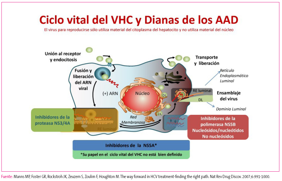 Figura 2. Ciclo vital del VHC y dianas de los antivirales de acción directa (AAD).