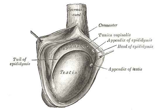 Anatomía del testículo.