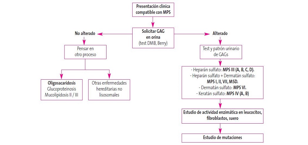 Algoritmo diagnóstico en mucopolisacaridosis (MPS)
