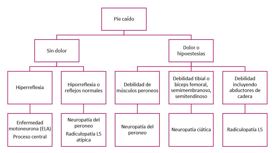 Figura 4. Algoritmo de diagnóstico diferencial del pie caído. 