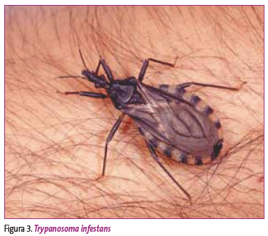 Figura 3. Trypanosoma infestans